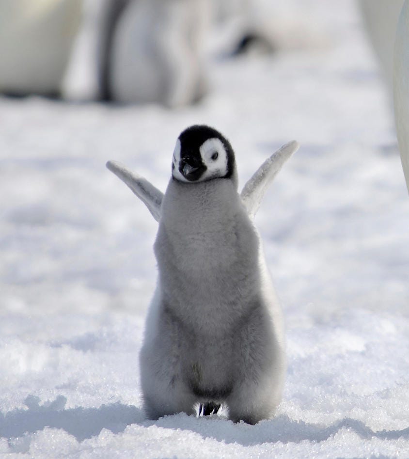 baby Emperor penguin by laogephoto on DeviantArt