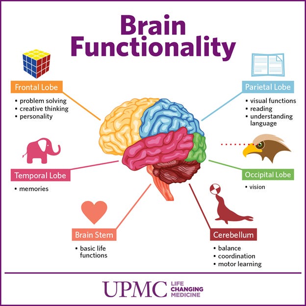 Brain Functionality 