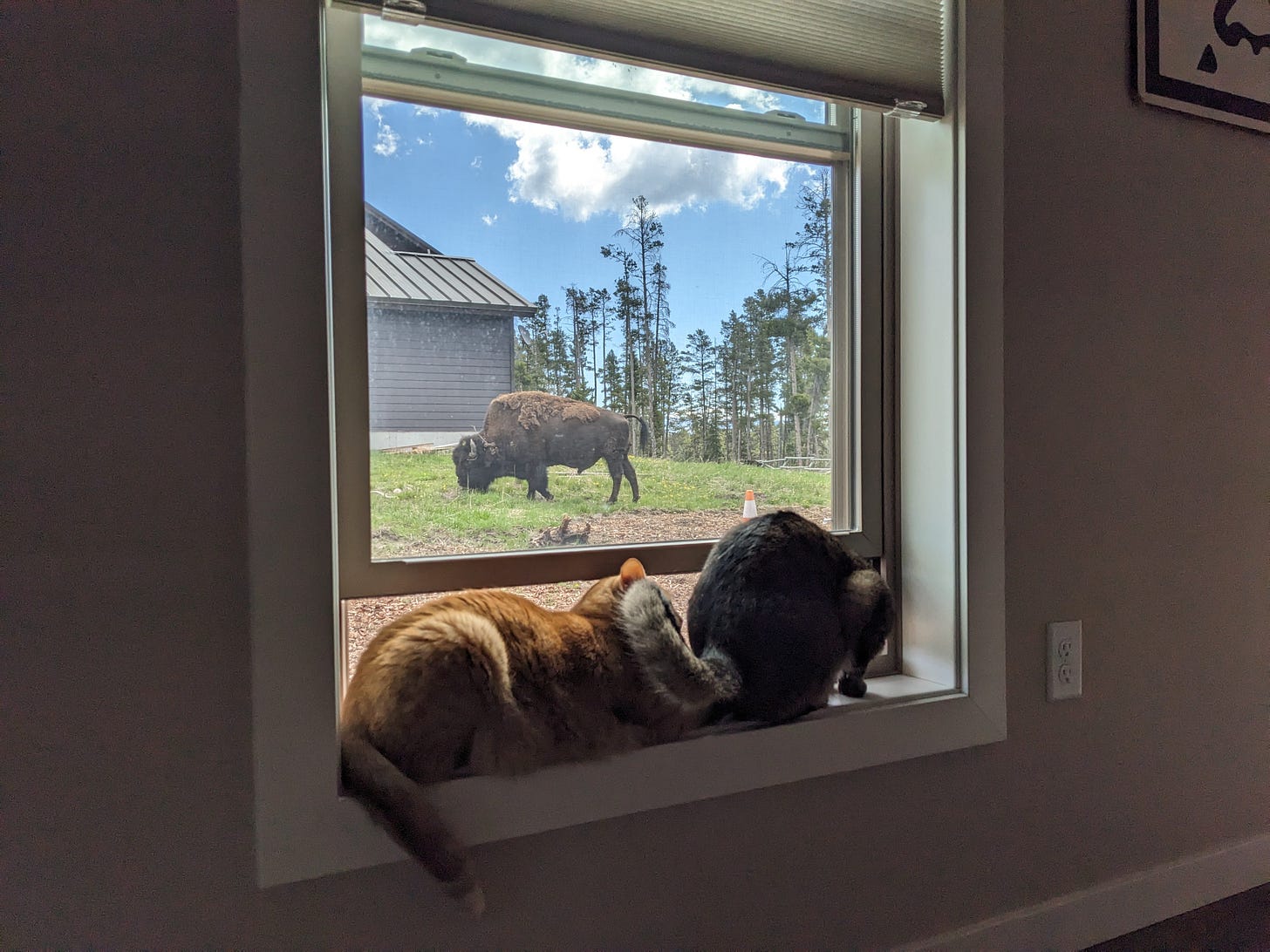 2 cats staring out a window at a bison