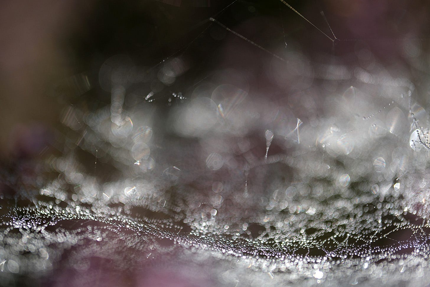 A dew spotted sheet weaver spider’s web on ling heather glistens in the morning sun