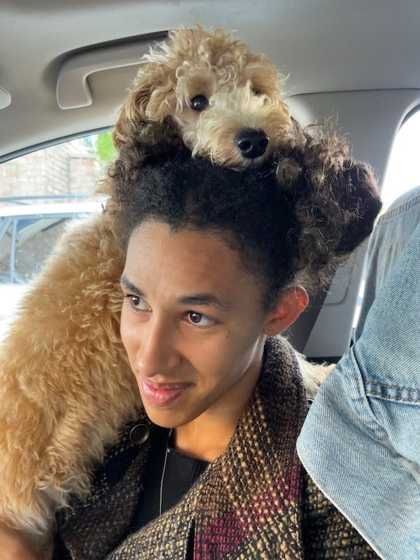Our Mini Goldendoodle named Gordy sitting on Reesa's head