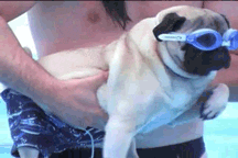 A gif of a pug wearing goggles and swim trunks moving its legs like it's swimming while its owner holds it in the air
