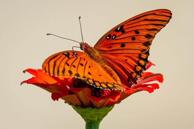 Orange butterfly on top of a flower