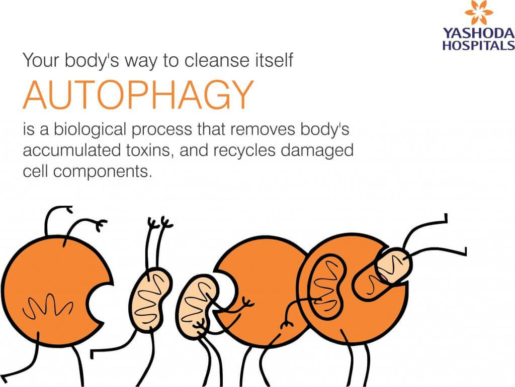 Autophagy -Your body's way to cleanse itself