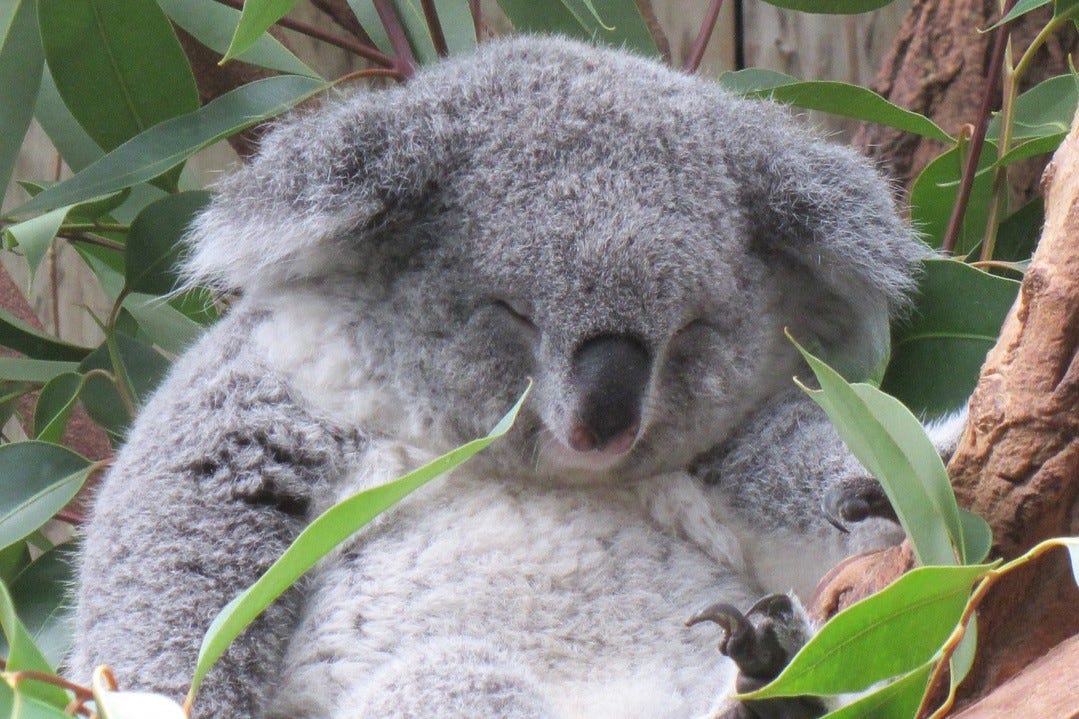 A koala sleeps