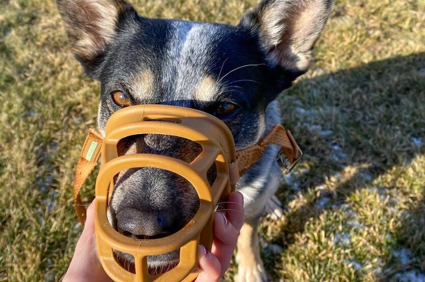 Scout the blue heeler pushes her nose into a tan muzzle that I hold in my hand