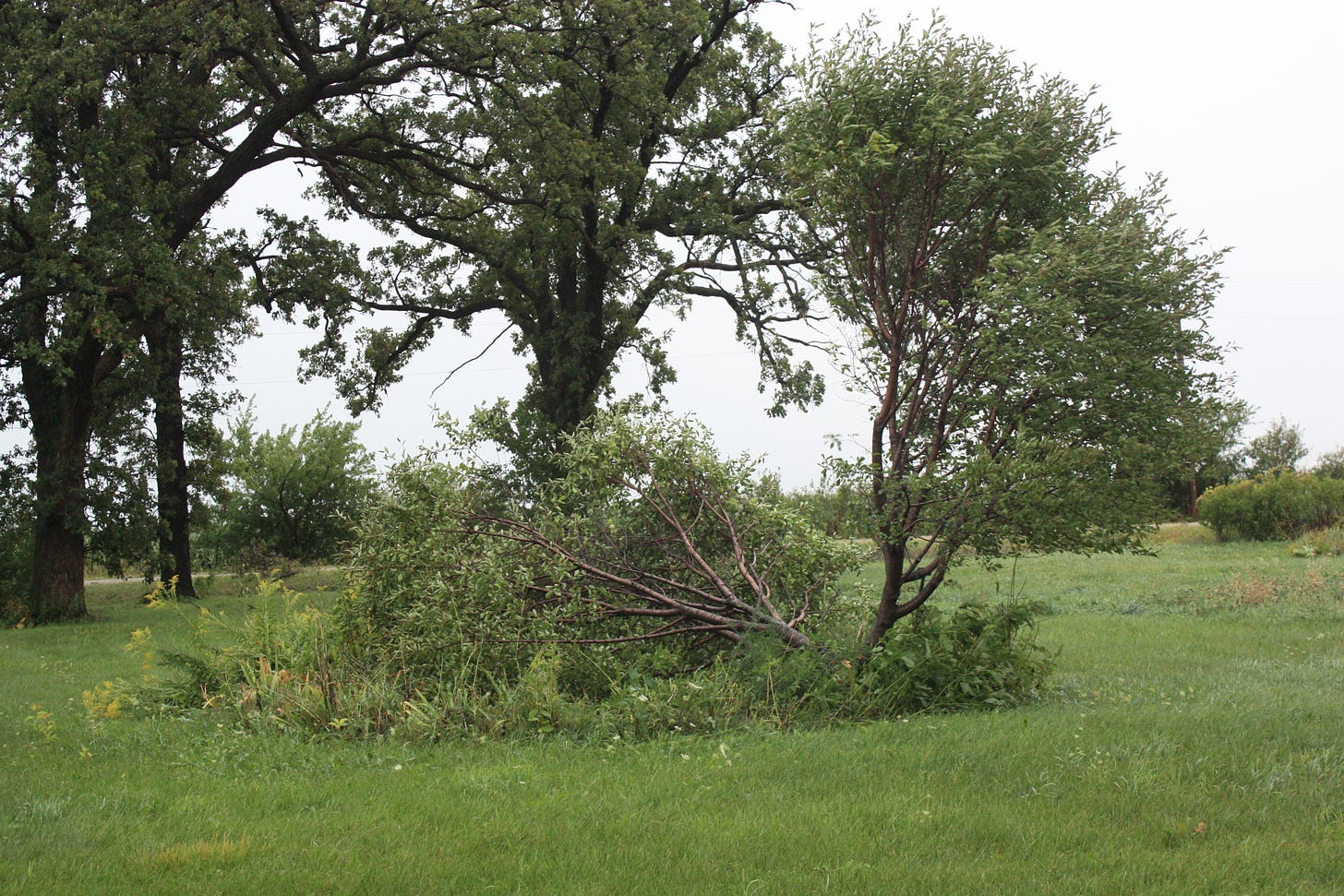 Well, half the cherry tree didn't make it