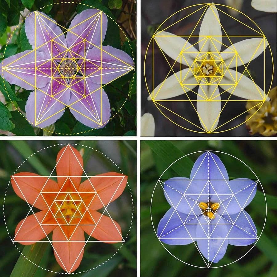 Sacred geometry | Sacred geometry art, Geometry in nature, Sacred geometry  patterns