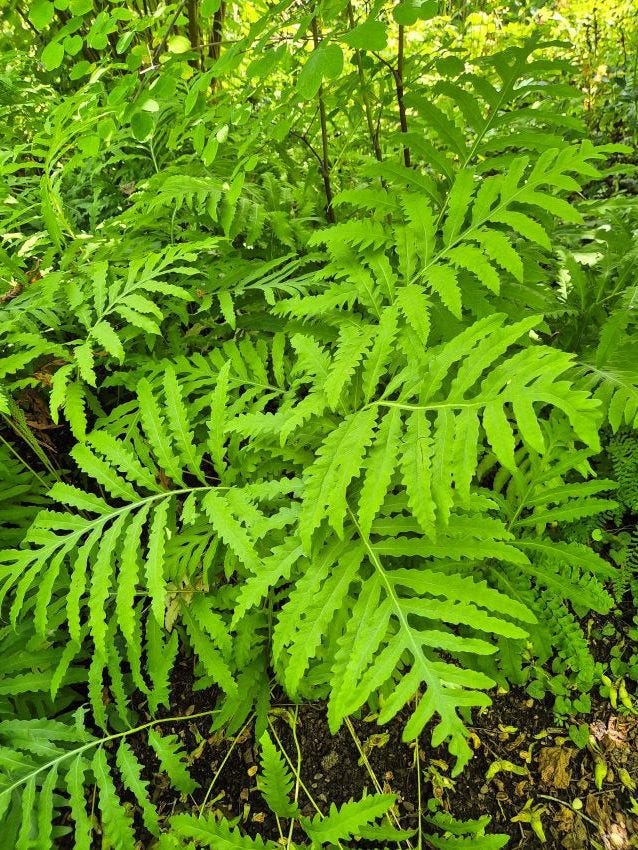 Onoclea sensibilis Sensitive Fern at Sissinghurst Castle copyright Anne Wareham 