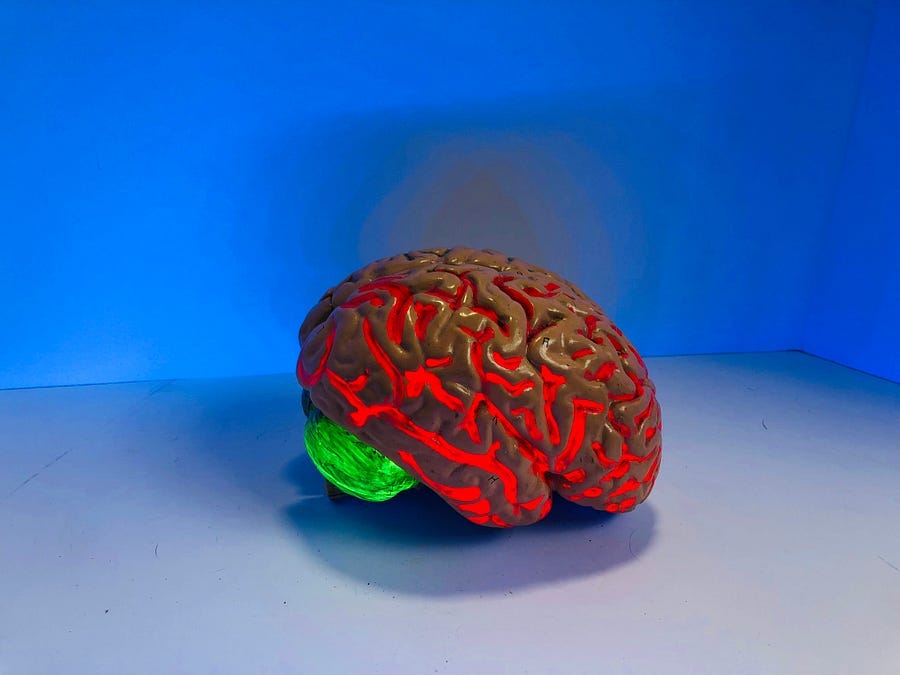 model of a brain model of a brain