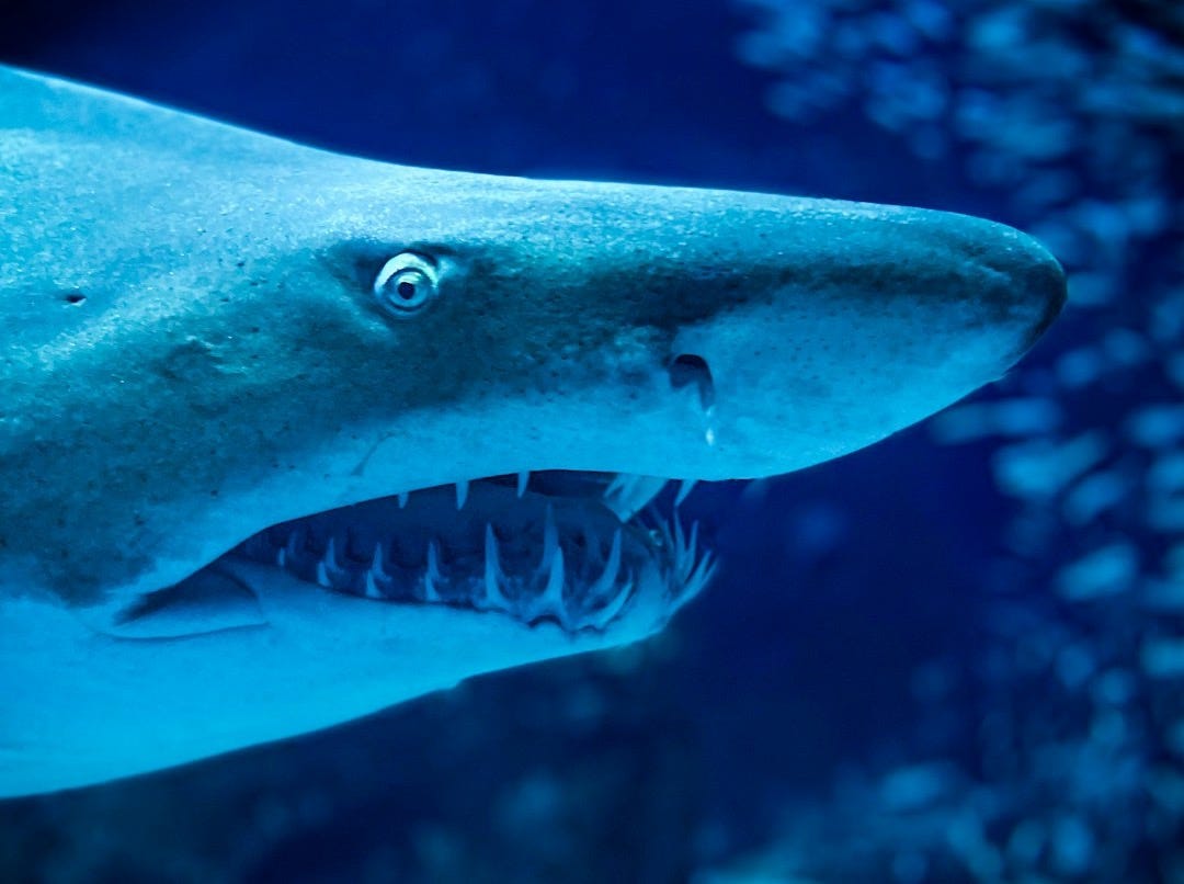 a close up of a shark with its mouth open