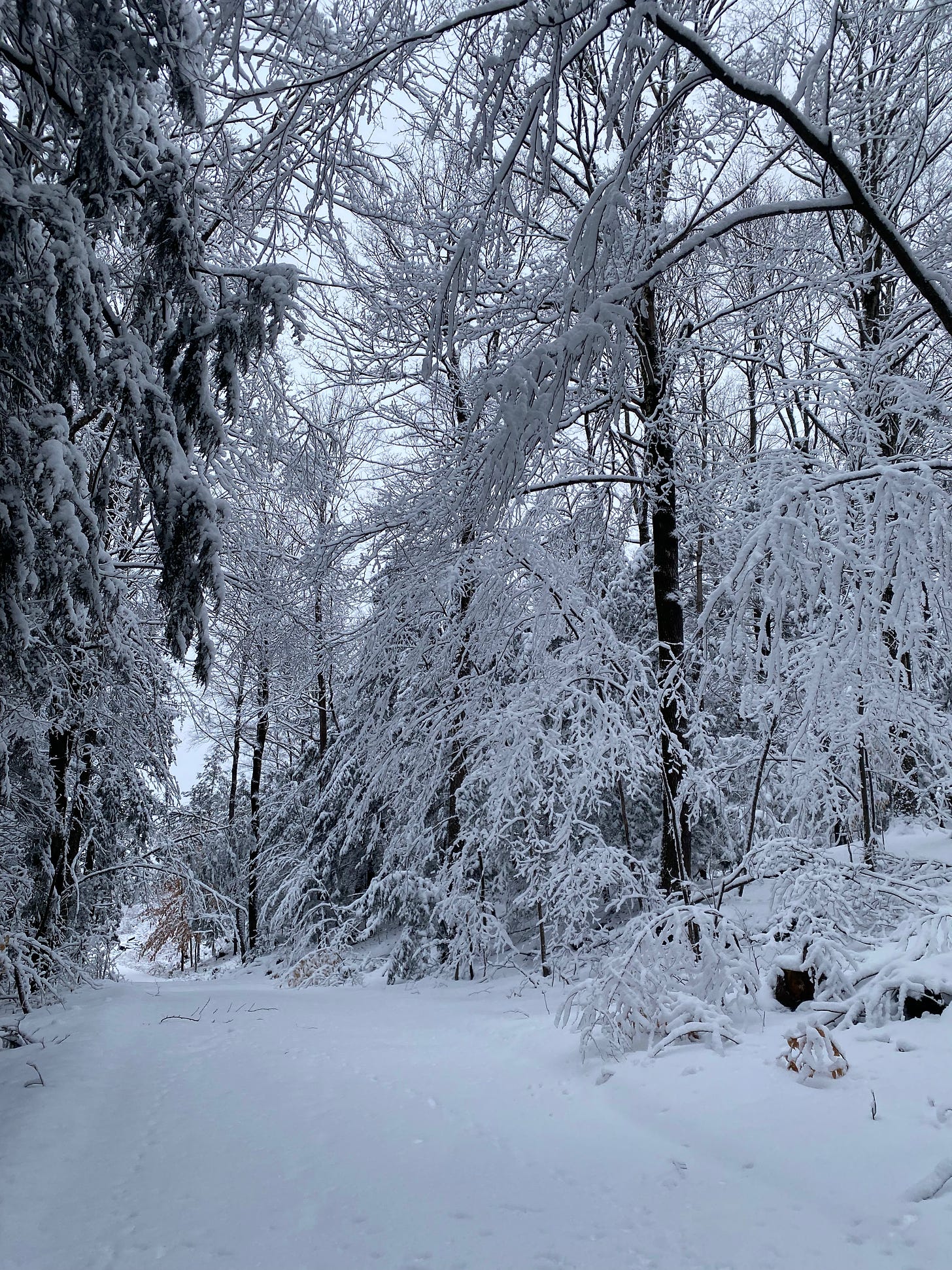 A snowy path through the woods surrounded by deeply bent, snow-covered branches.