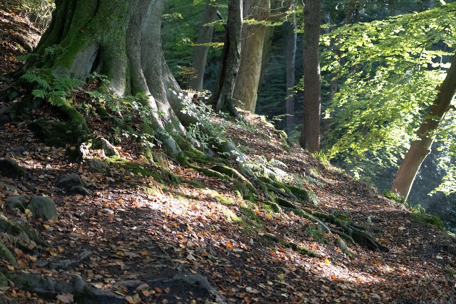 beech tree nutclough woods