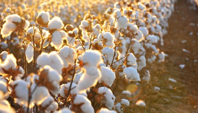 UKRAINIAN GROWN COTTON FOR THE DOMESTIC DEFENSE INDSTRY