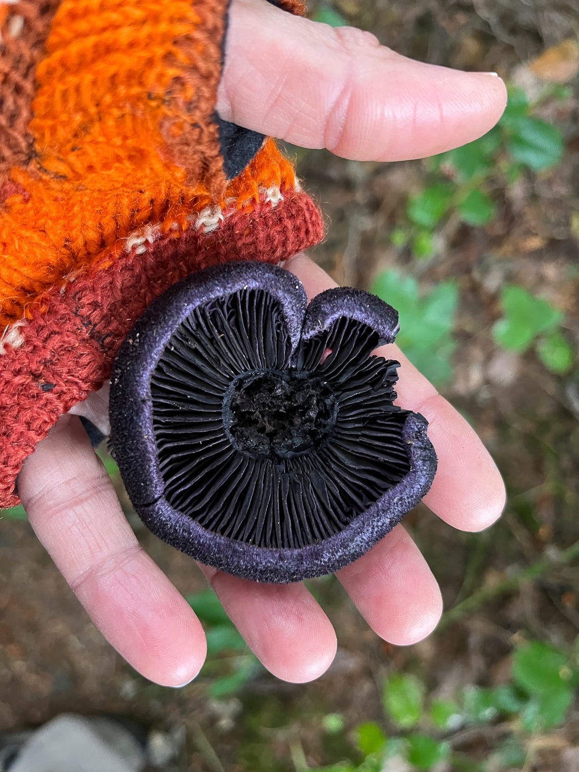 hand holding mushroom hand holding mushroom