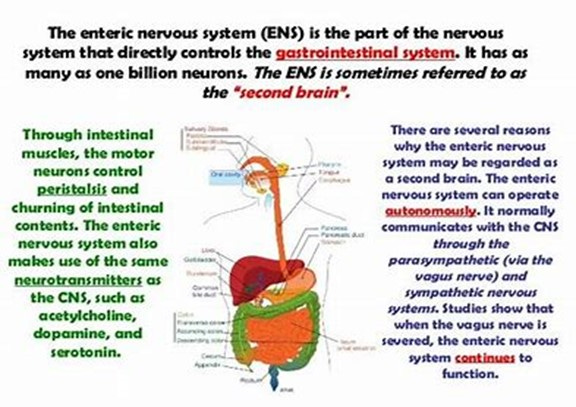 Enteric nervous system 