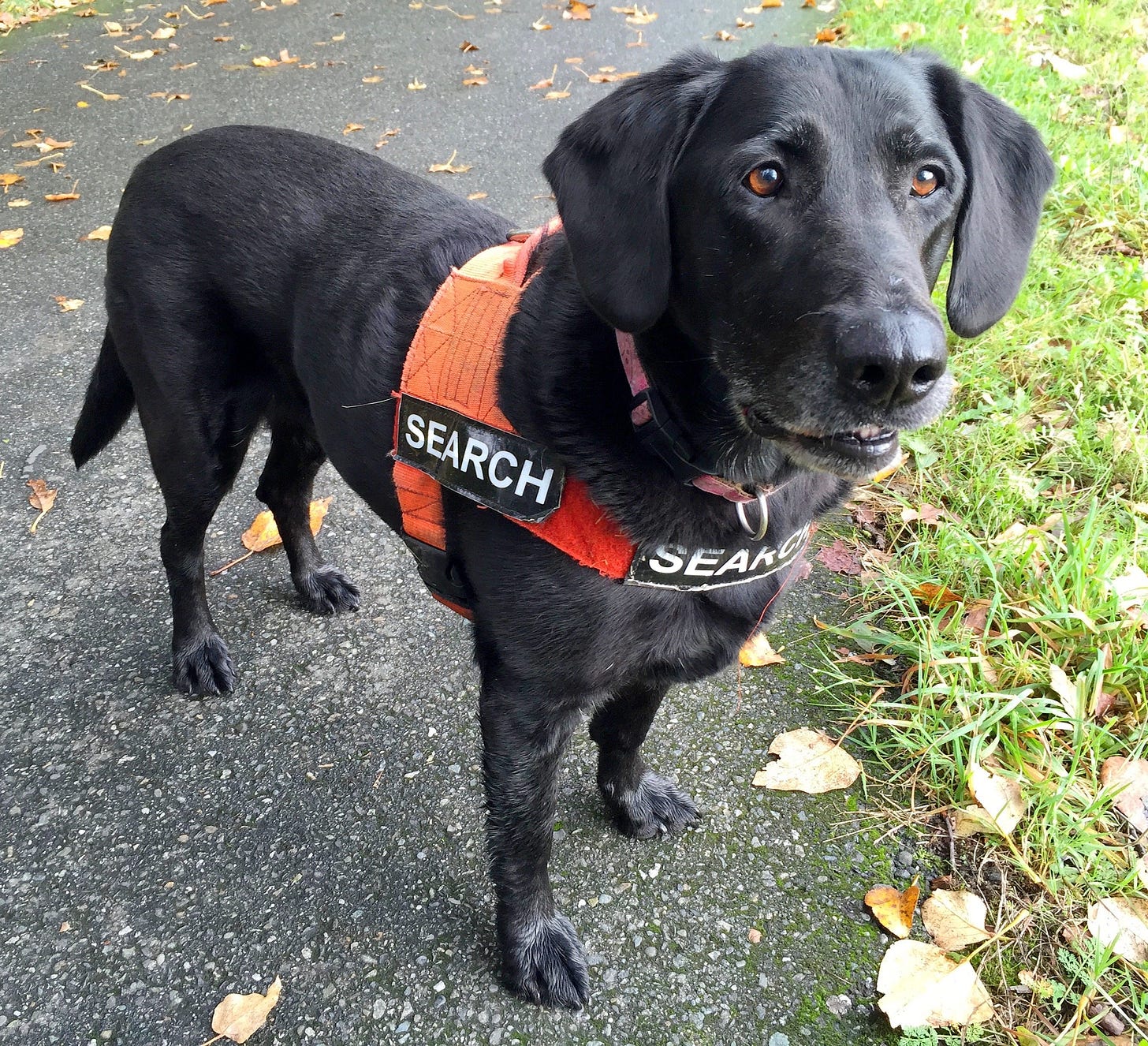 a black labrador dog wearing an orange search vest