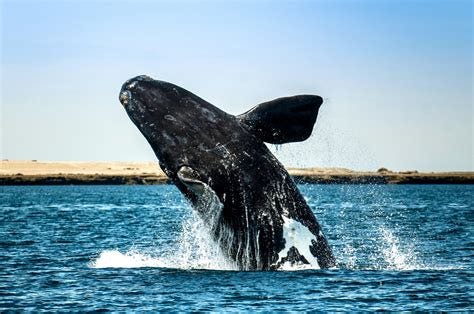 The North Atlantic Right Whale Is Now Ranked As Critically Endangered ...