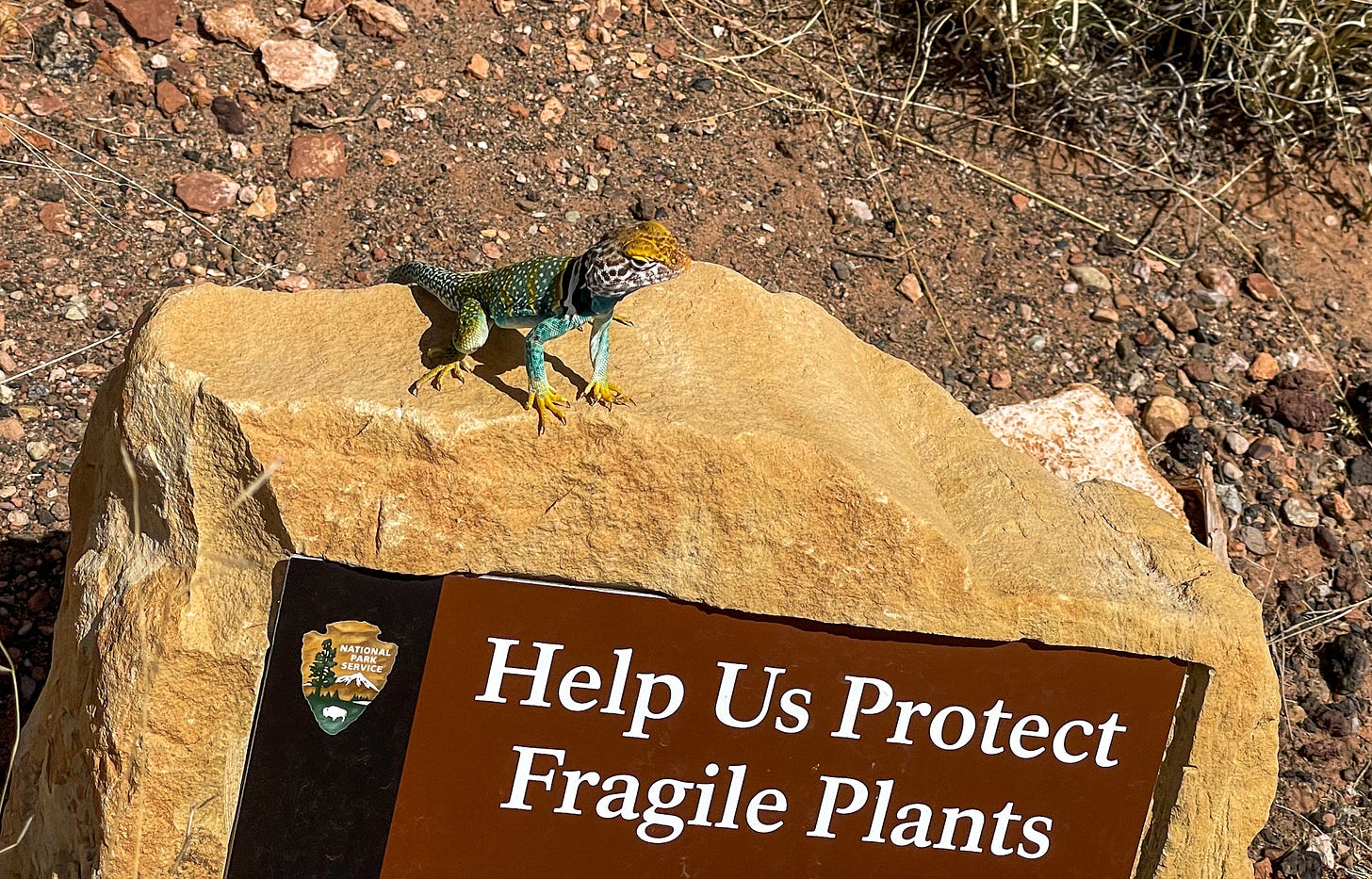 Collared lizard at Wupatki National Monument in Arizona