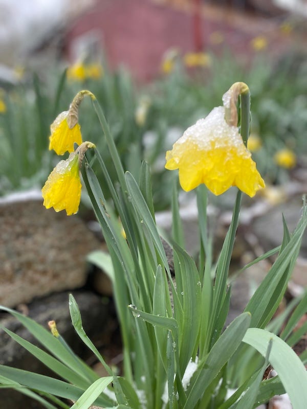 Three daffodils dropping with wet snow. More daffodils in the background. 