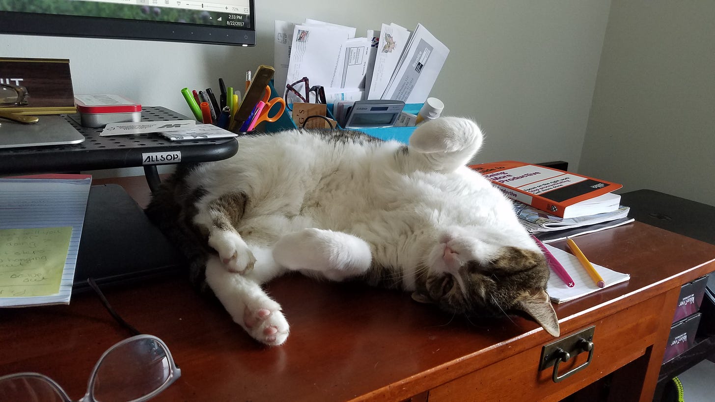 One-eyed cat lying on her back in front of a computer screen