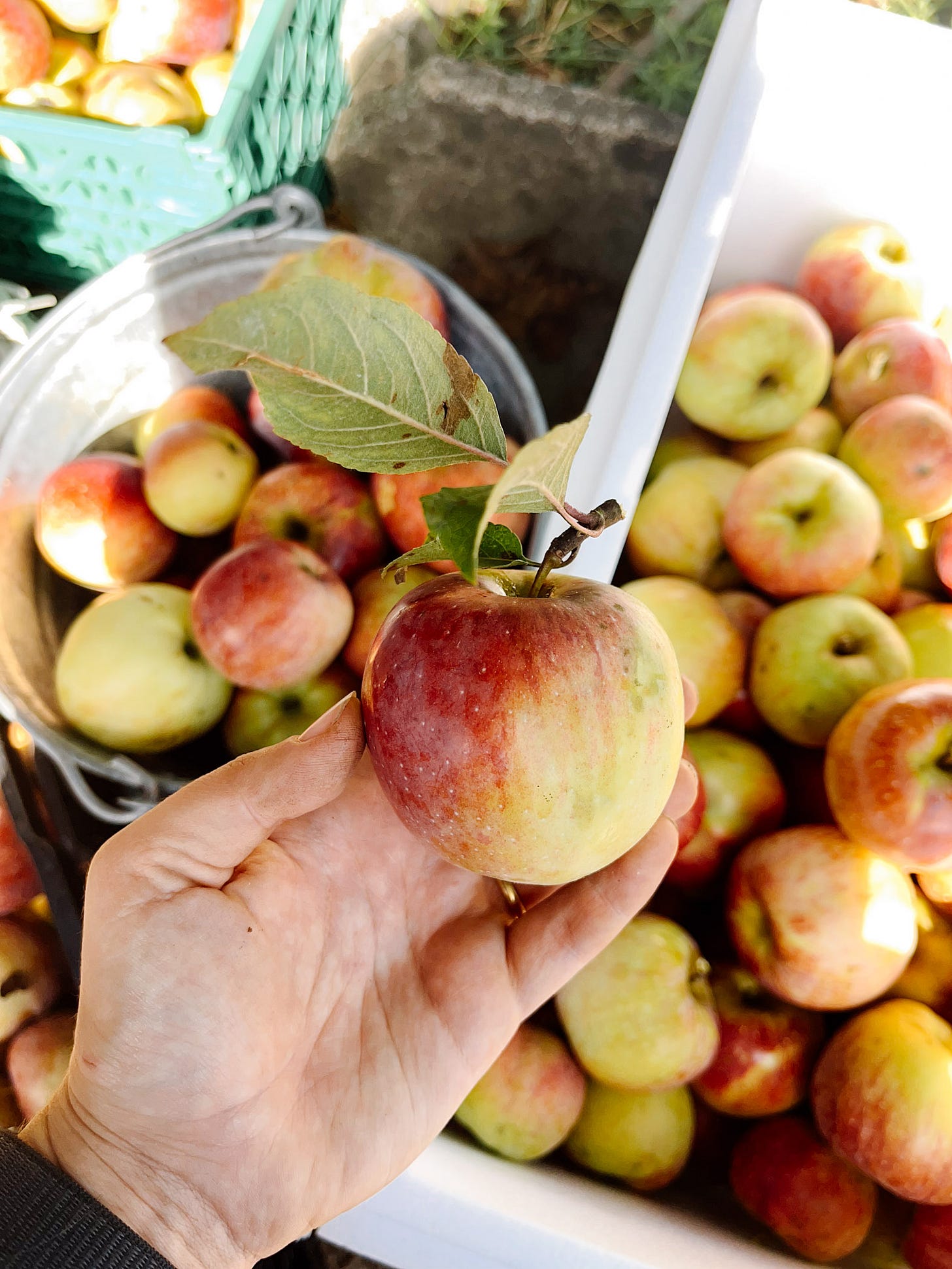 Äpfel verarbeiten: 14 Ideen, was wir mit Äpfeln machen können
