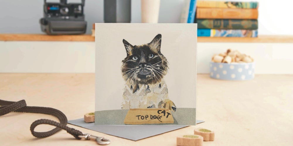 Photo of a cat greeting card