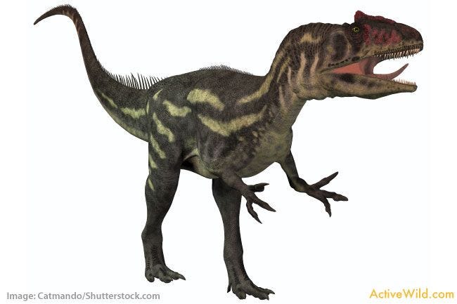 Allosaurus