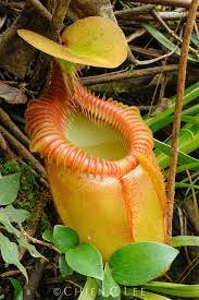 Pitcher plant (Nepenthes villosa) | Sabah, Malaysia (Borneo) | Chien C Lee  Wildlife Photography