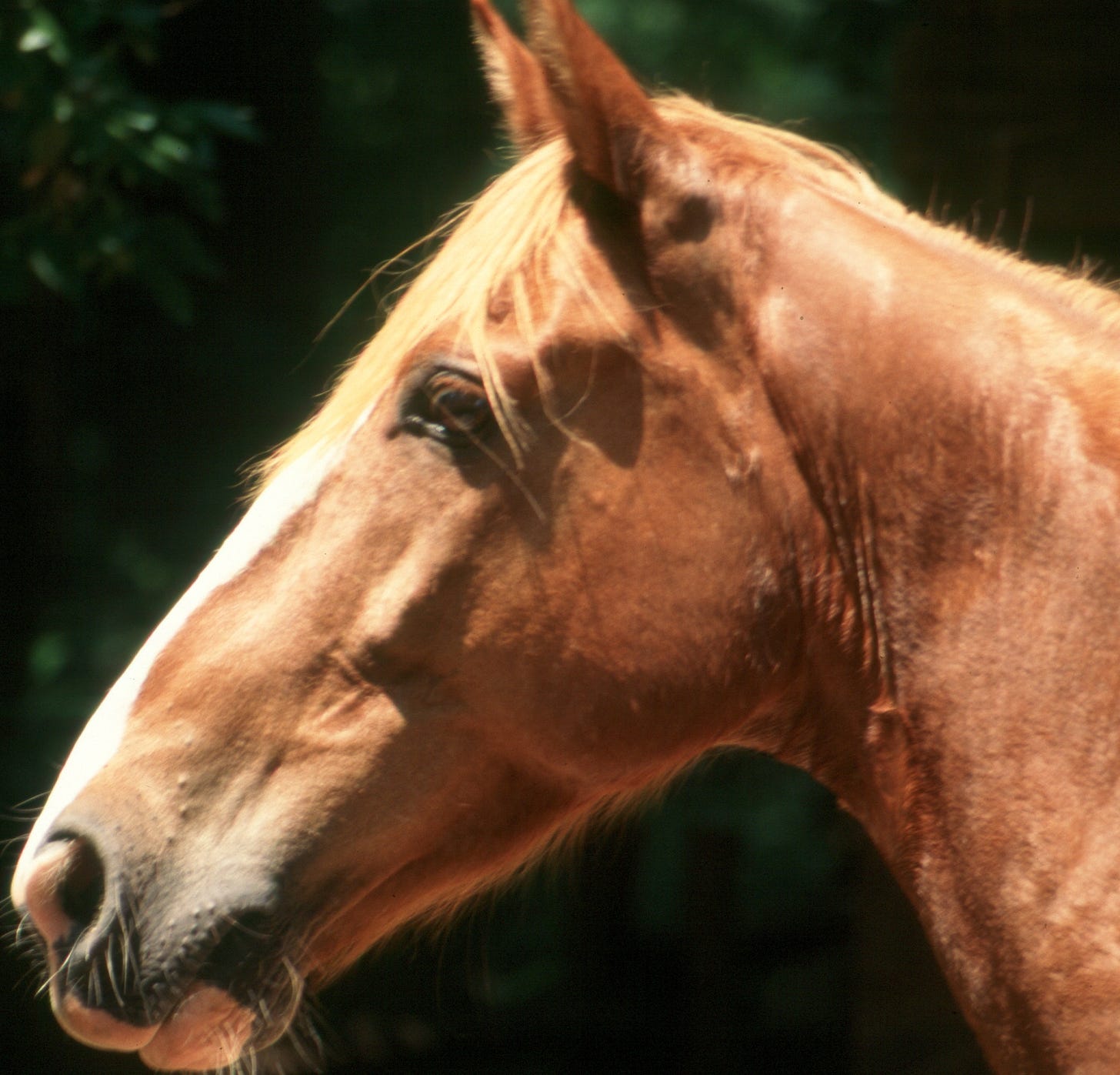 horse head profile with sun shining on it