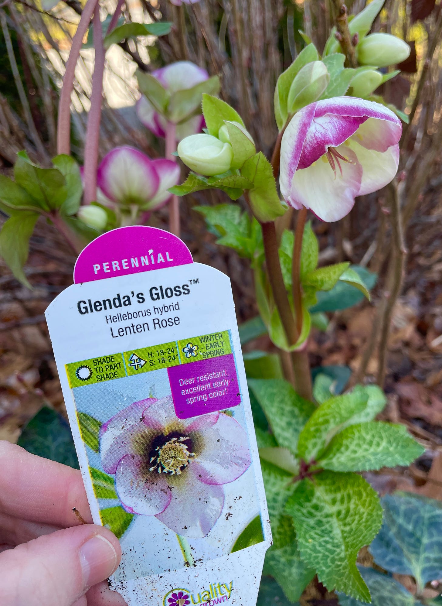 This new cultivar just went into the Cottage Garden today: Hellebore ‘Glenda’s Gloss’