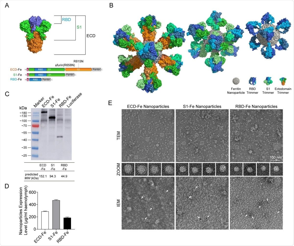 Construction and expression of nanoparticle vaccines. (A) Schematic of vaccine components which were RBD-Fe, S1-Fe and ECD-Fe. Fe: Ferritin, RBD: receptor-binding domain, ECD: ectodomain. (B) Schematic of nanoparticle of the three vaccines. PyMOL software was used for visualization14. (C) Western Blot analysis of the products prepared in silkworm by using an anti-RBD antibody. (D) ELISA of the S proteins to evaluate the expression levels. ECD-Fe with 287 ug/mL larval haemolymph, S1-Fe with 468 ug/mL larval haemolymph, RBD-Fe with 187 ug/mL larval haemolymph. (E) TEM image and two-dimensional (2D) reconstruction confirmed the successful assembly of each nanoparticle, IEM confirmed the S protein on the surface of the nanoparticle.