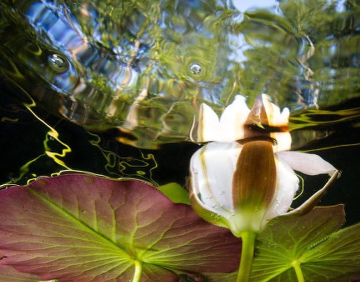 Image of Lily Pad