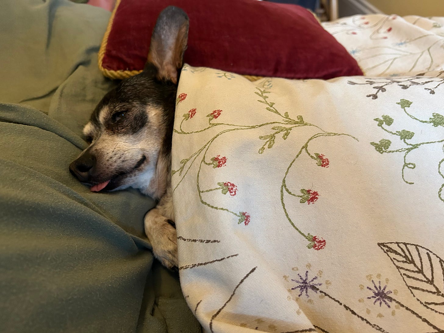 Photo of elder dog with head on pillow, tongue out, covered with blanket.