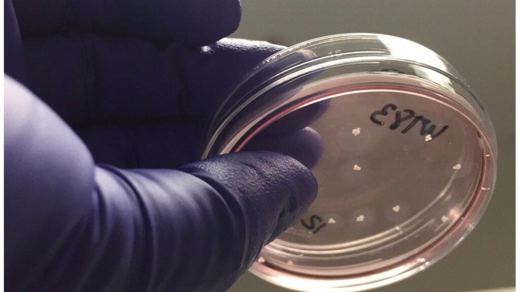 Orbital Reef Stem Cell Research