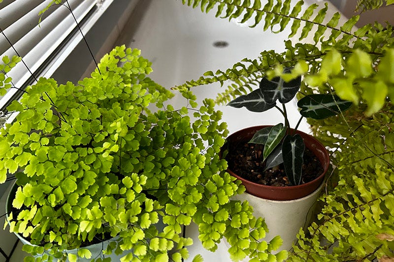 Three houseplants in a bathroom.