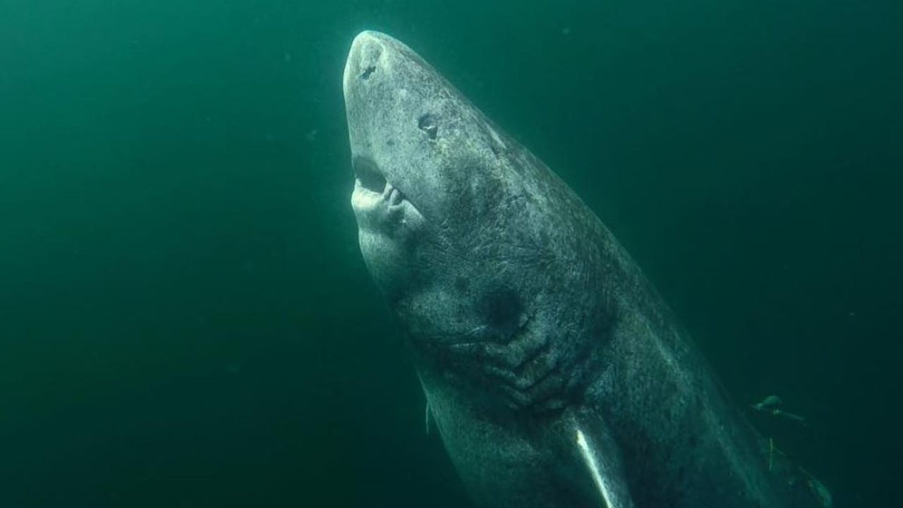 Greenland shark up to 512 years old found in North Atlantic | KidsNews
