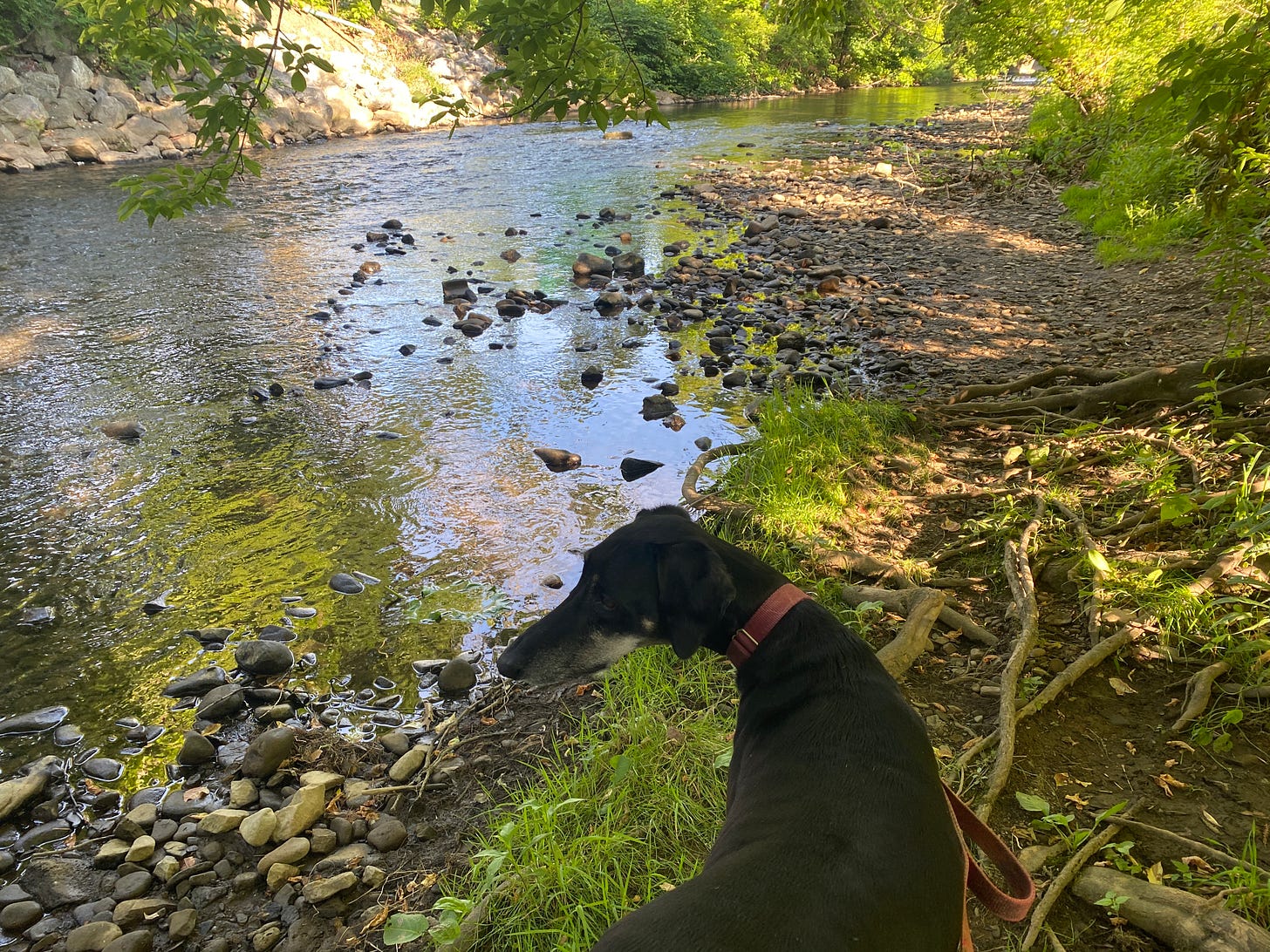 a stream of water with rocks on the side, a black dog stands looking at the stream.Light hits the rocsk and water