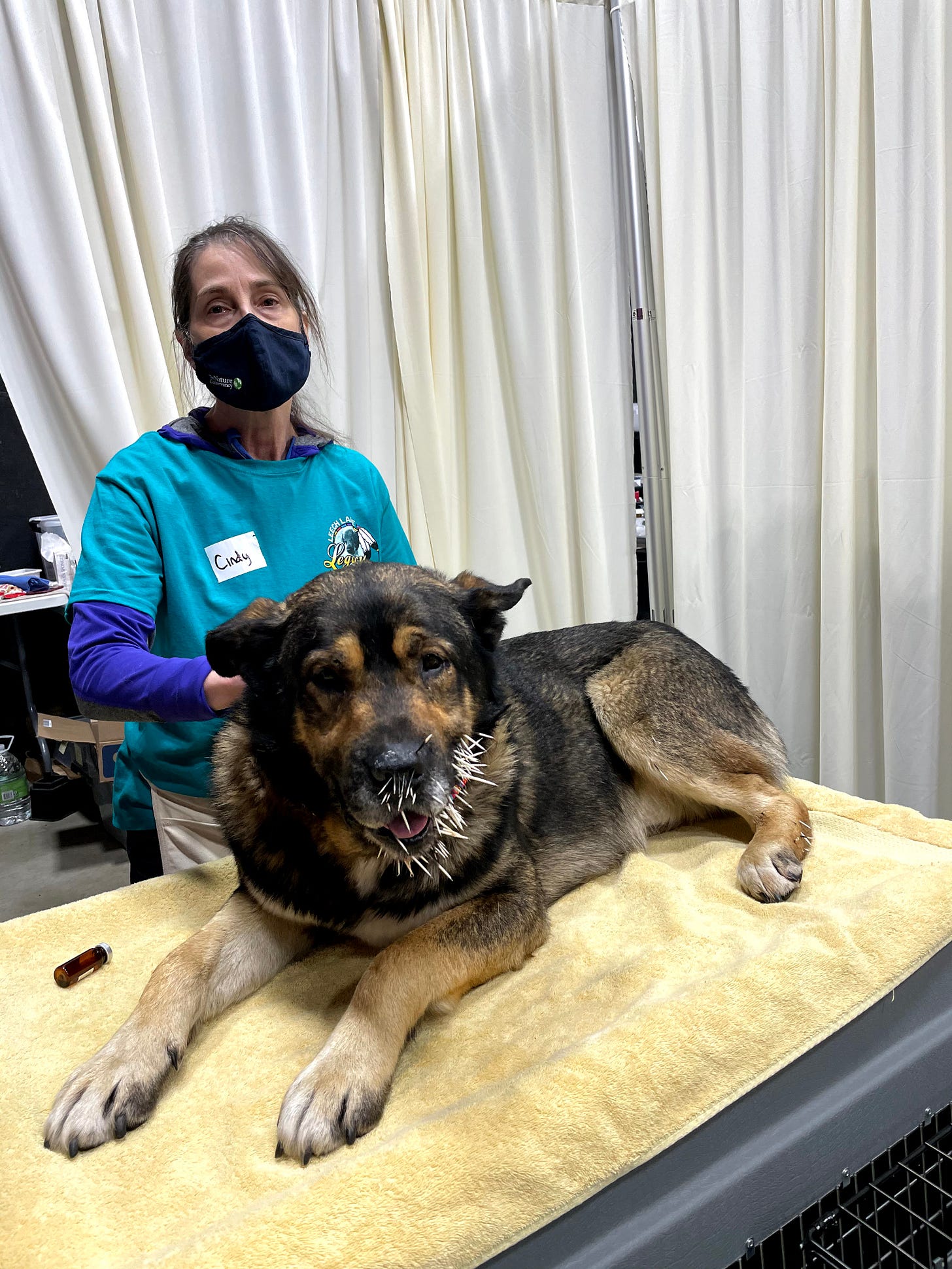 A woman with a mask stands behind a shephard dog with porcupine quills stuck in its mouth