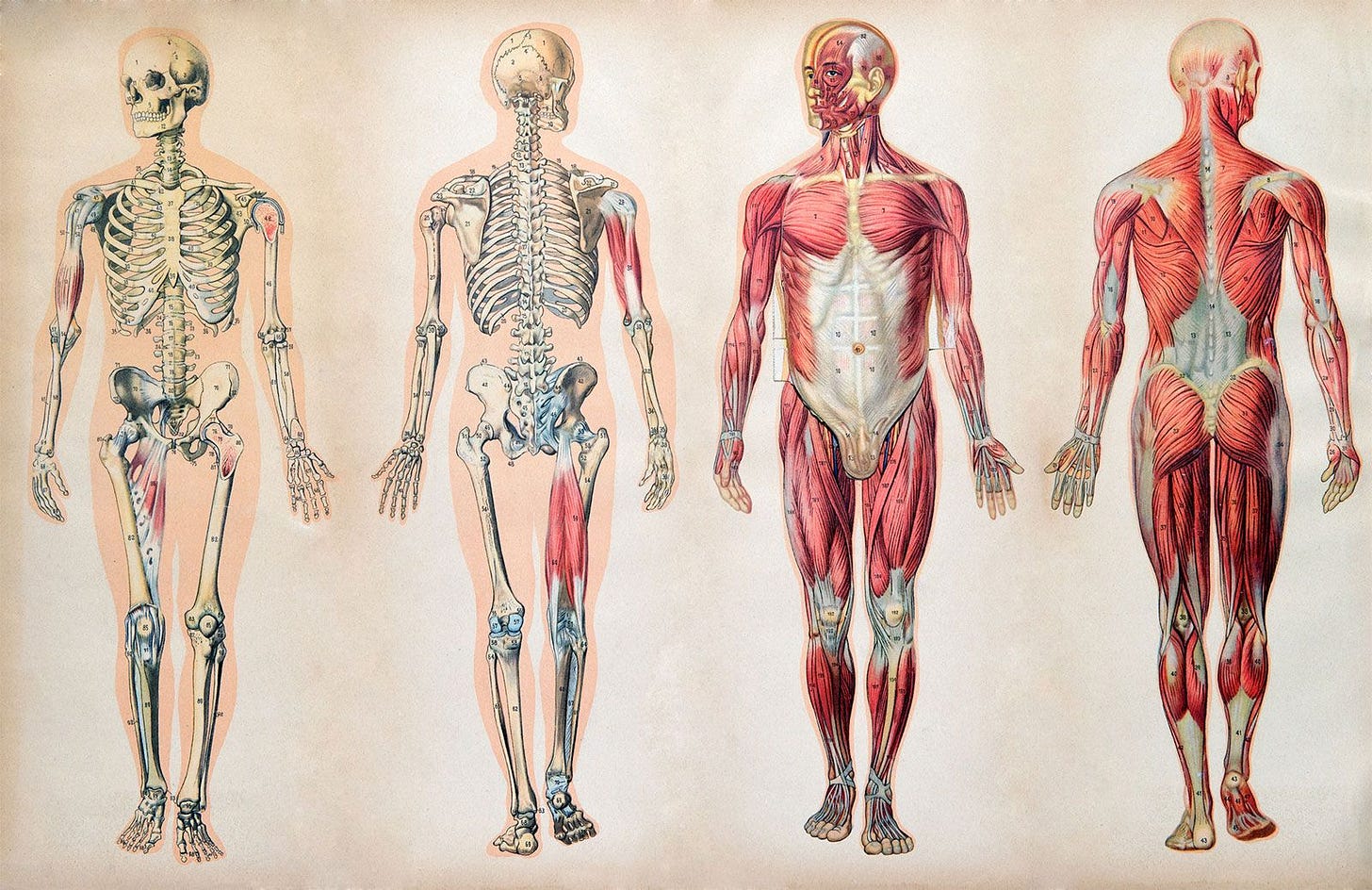 Human body | Organs, Systems, Structure, Diagram, & Facts | Britannica