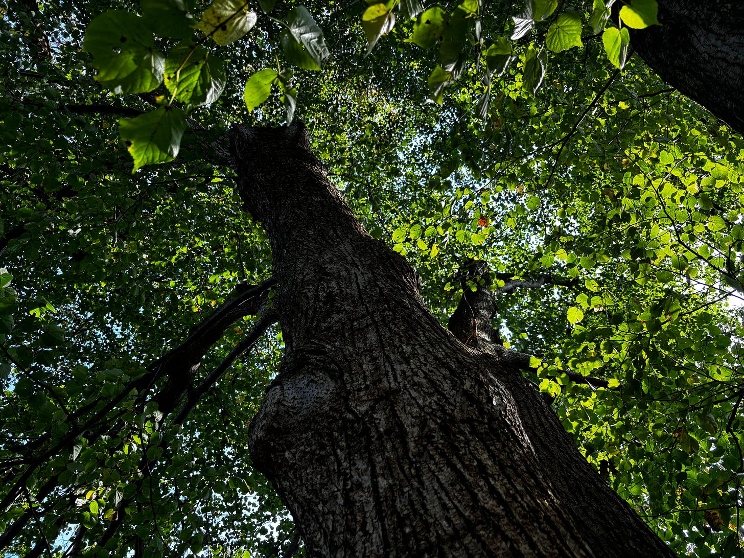 Looking up into the canopy of a linden tree, with sunlight filtering through the green leaves