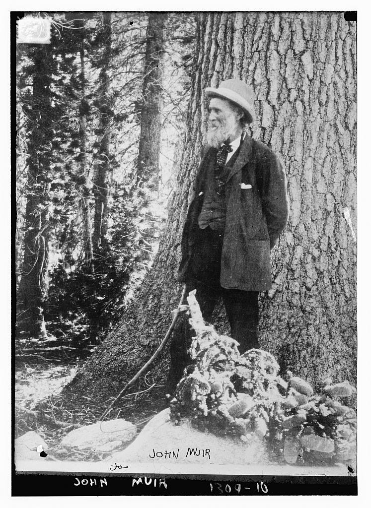 man with long beard and hat standing in front of large tree in a forest
