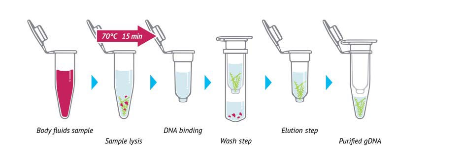 Kit for isolation of DNA from body fluids - Generi Biotech