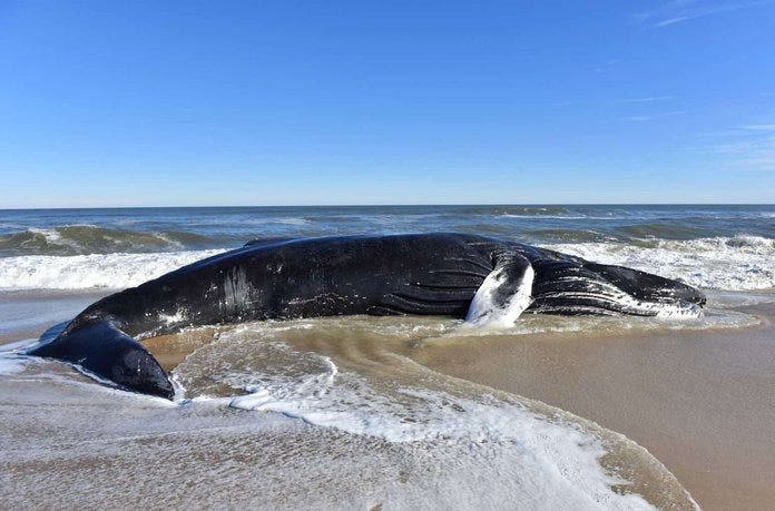 dead whale on the beach by Allen Sklar