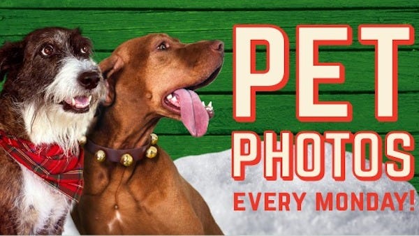 pet-photos-santa