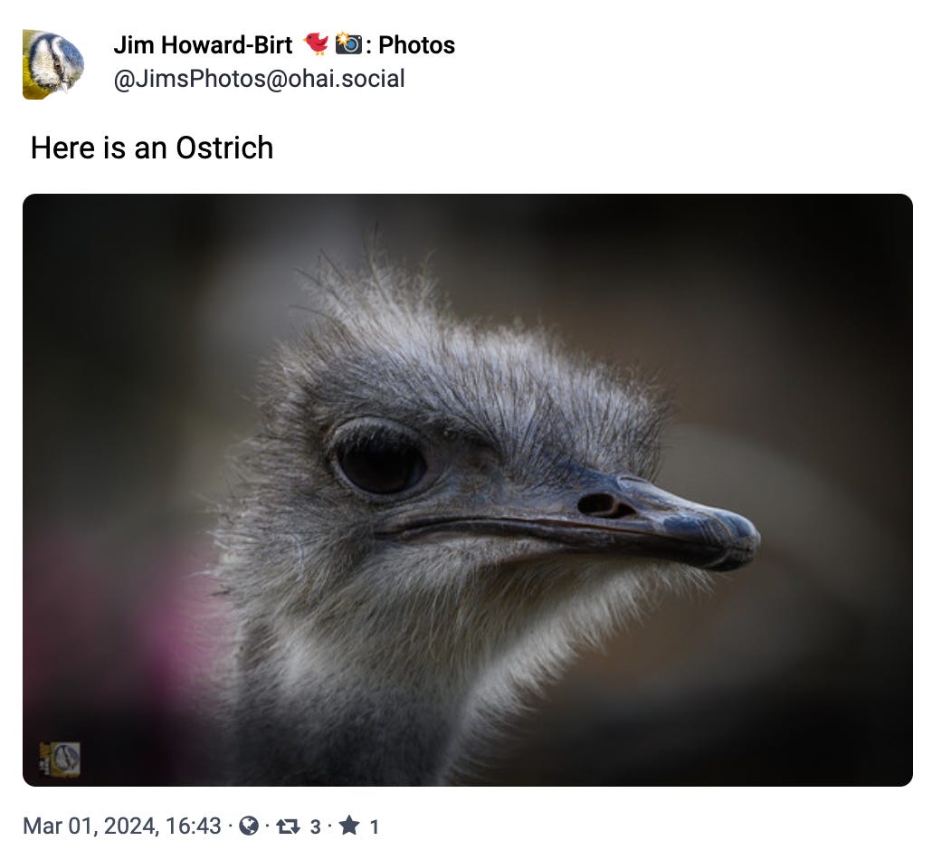 Here is an Ostrich 