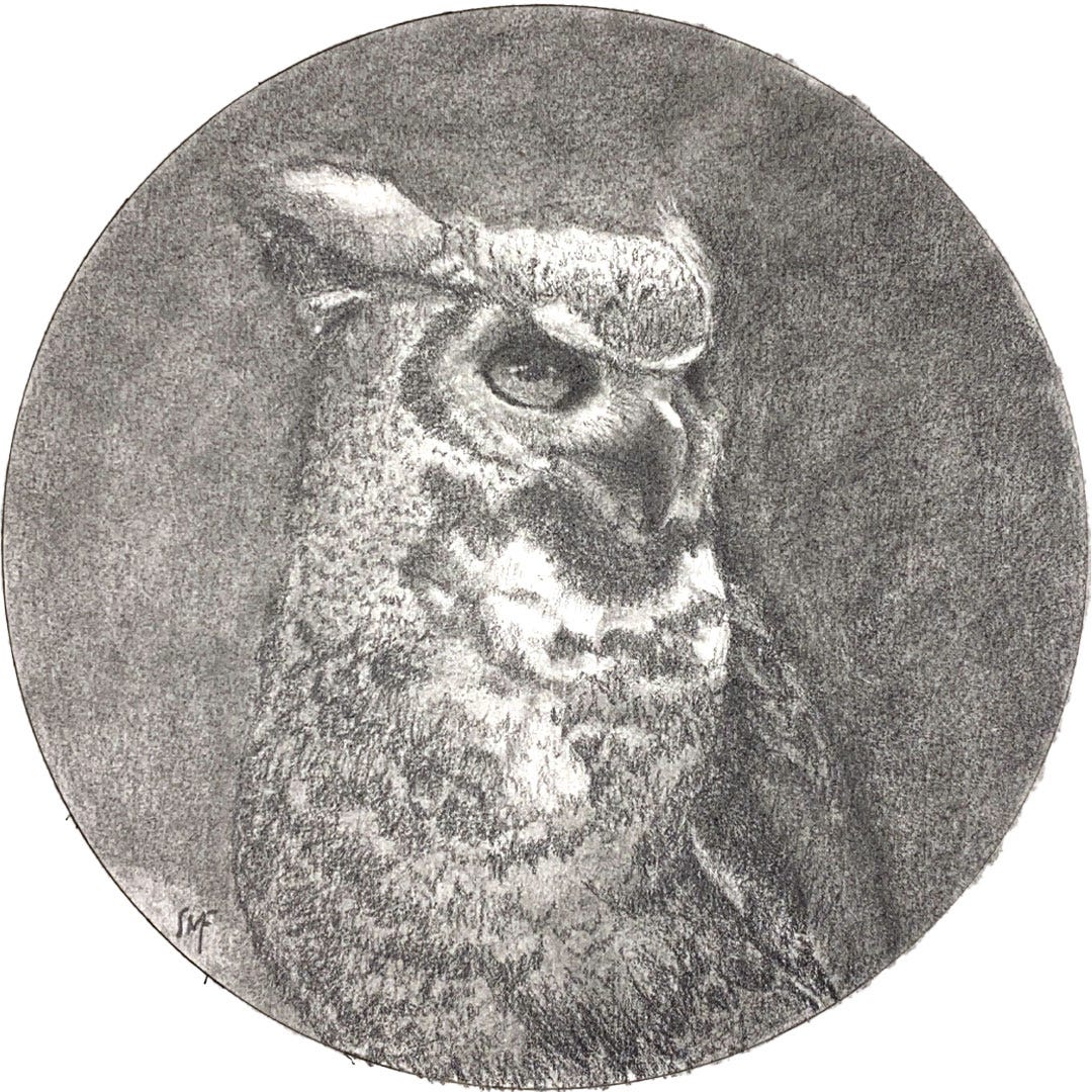 pencil drawing of great horned owl