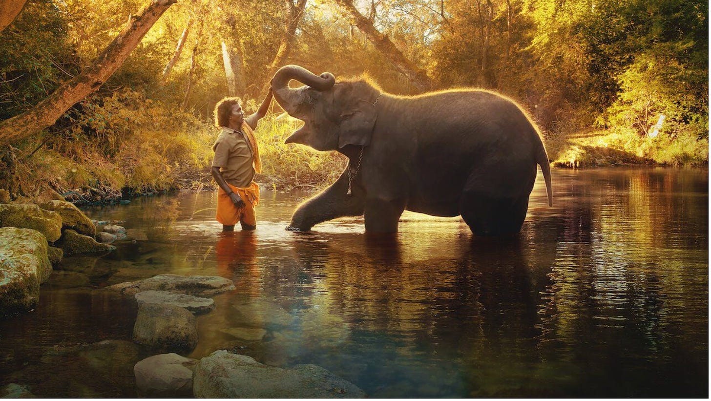 In 'The Elephant Whisperers' An Indian Couple Raises Huge Kids – Deadline