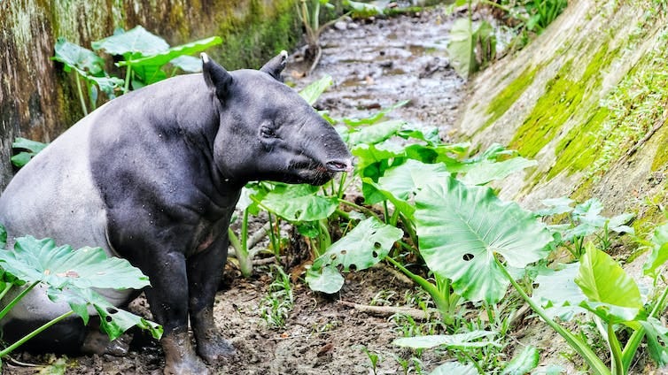 A tapir sitting in a green forest.
