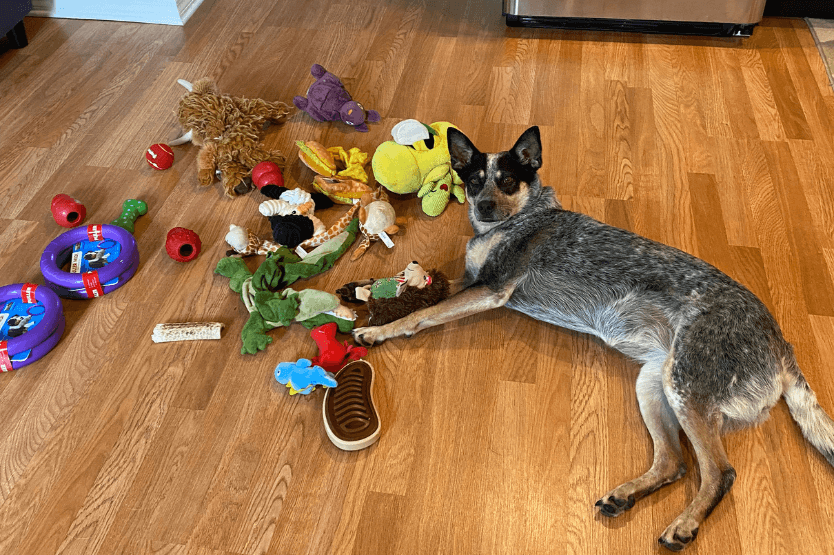 Scout the blue heeler lies on a hardwood floor next to a pile of dog toys and chews